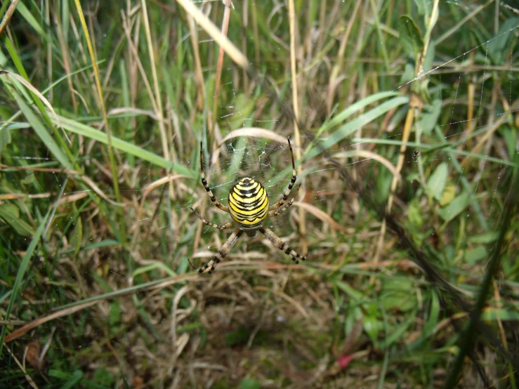 the yellow and black striped spider is in its web
