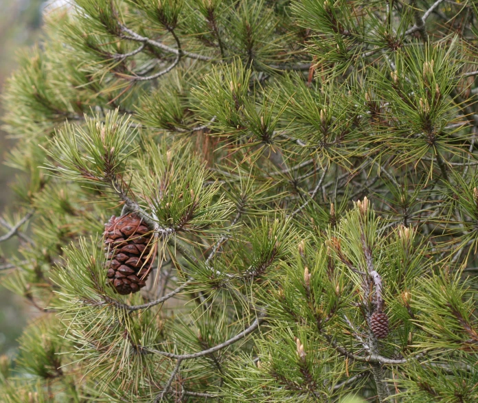 pine cones are hanging on the tree