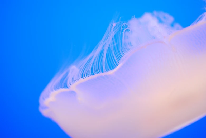 a close up po of the back end of a jellyfish