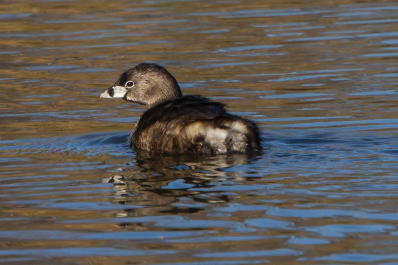 the duck is floating on a lake in the daytime