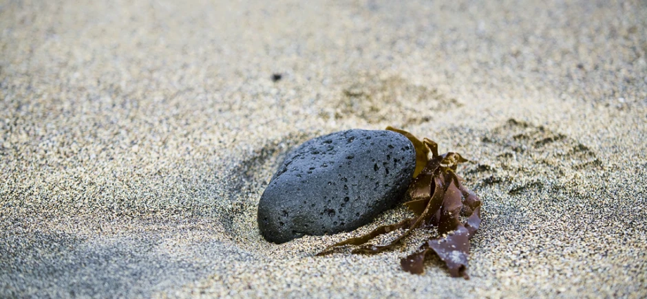 an insect on a rock on top of some sand