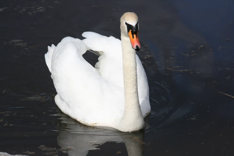 a swan that is in some water looking at soing