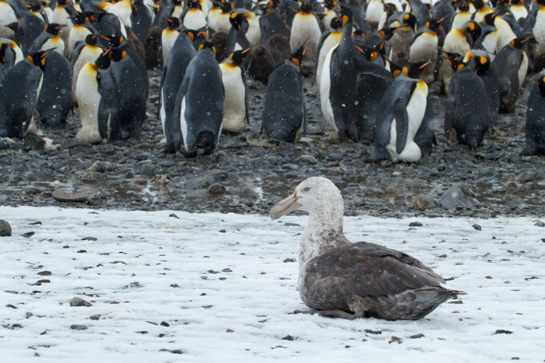 a large flock of penguins in the background