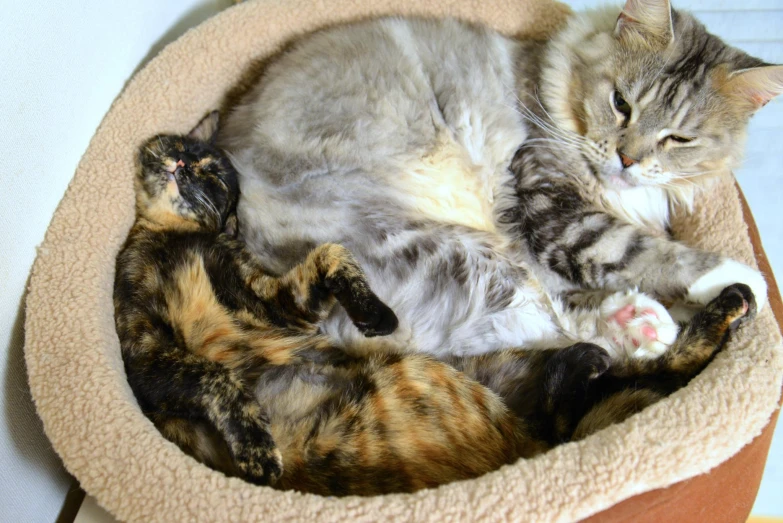 an orange black and white cat and a brown blanket