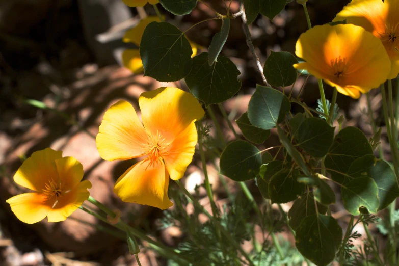 the yellow flowers are blooming very quickly in the garden