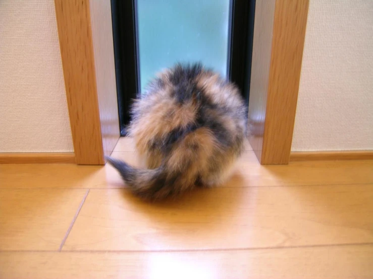 a fluffy fluffy cat that is standing by a door