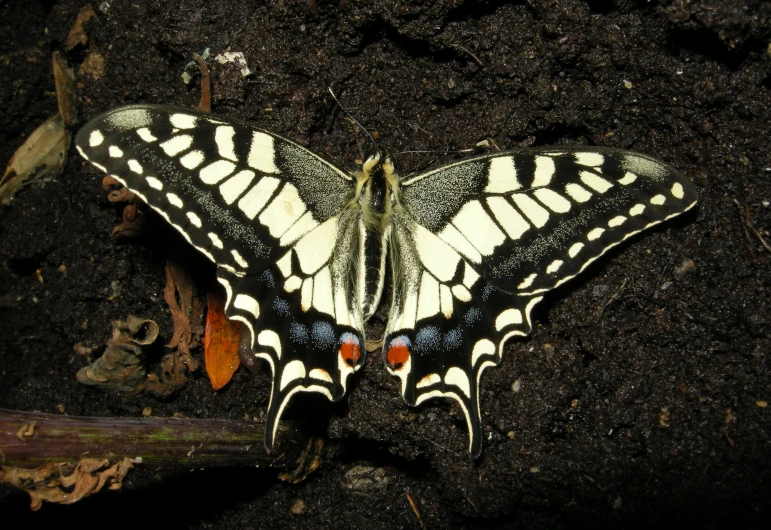the very large erfly has white and black markings