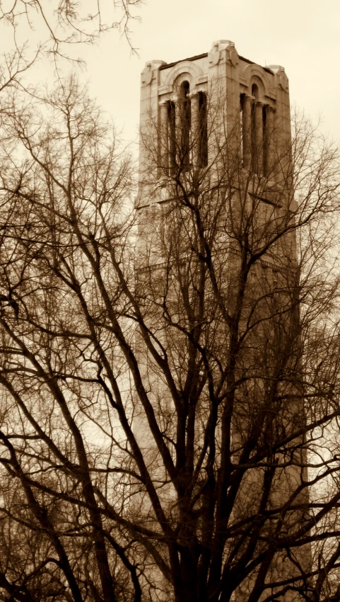 tall tree standing next to a building with a clock tower