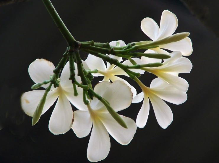 white flowers in a bush in the sun