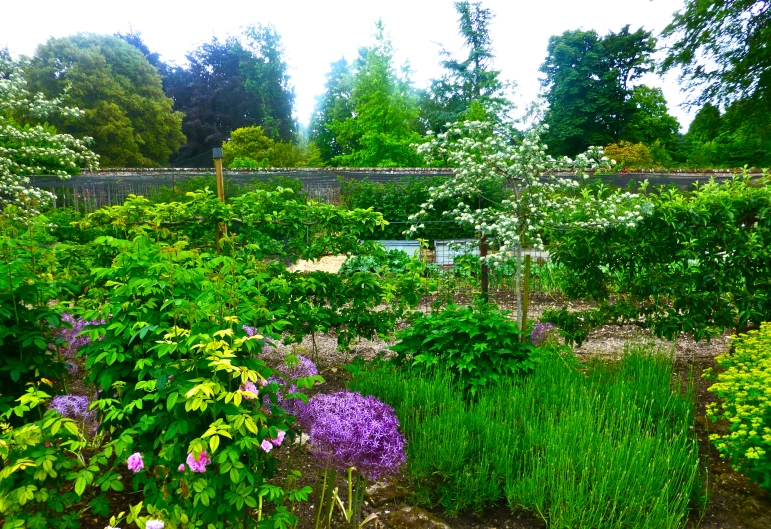 a garden with a fence and lots of bushes