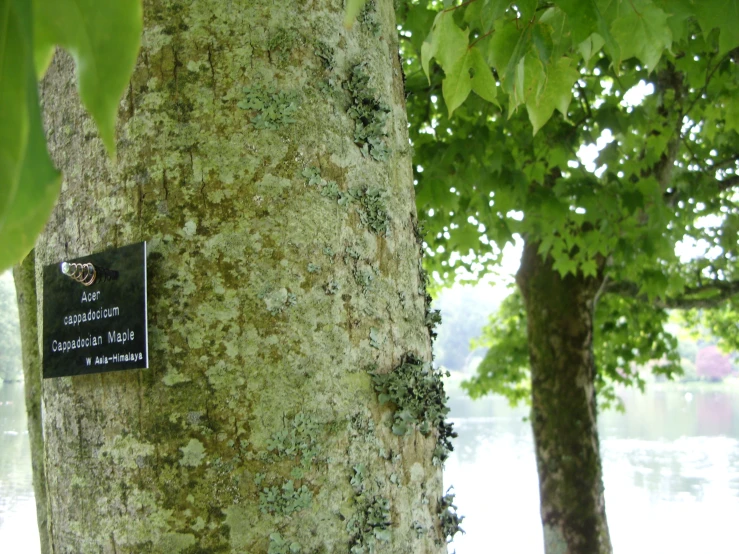 a sign on the bark of a large tree