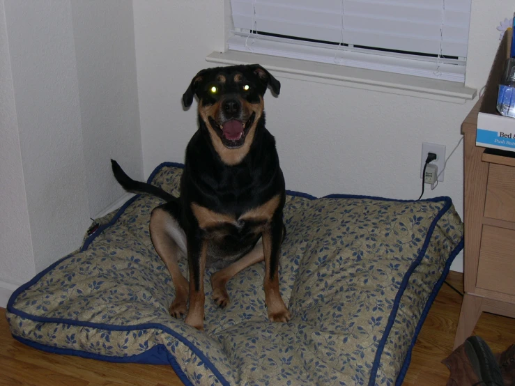 a dog sits on a bed that has a blue blanket