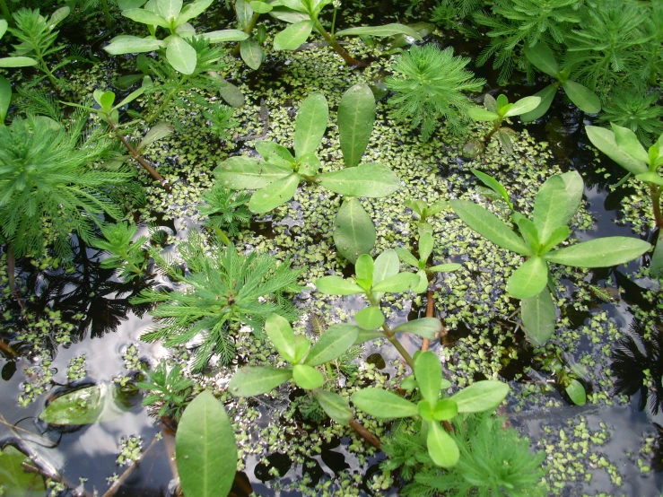 a swamp with water plants and grass