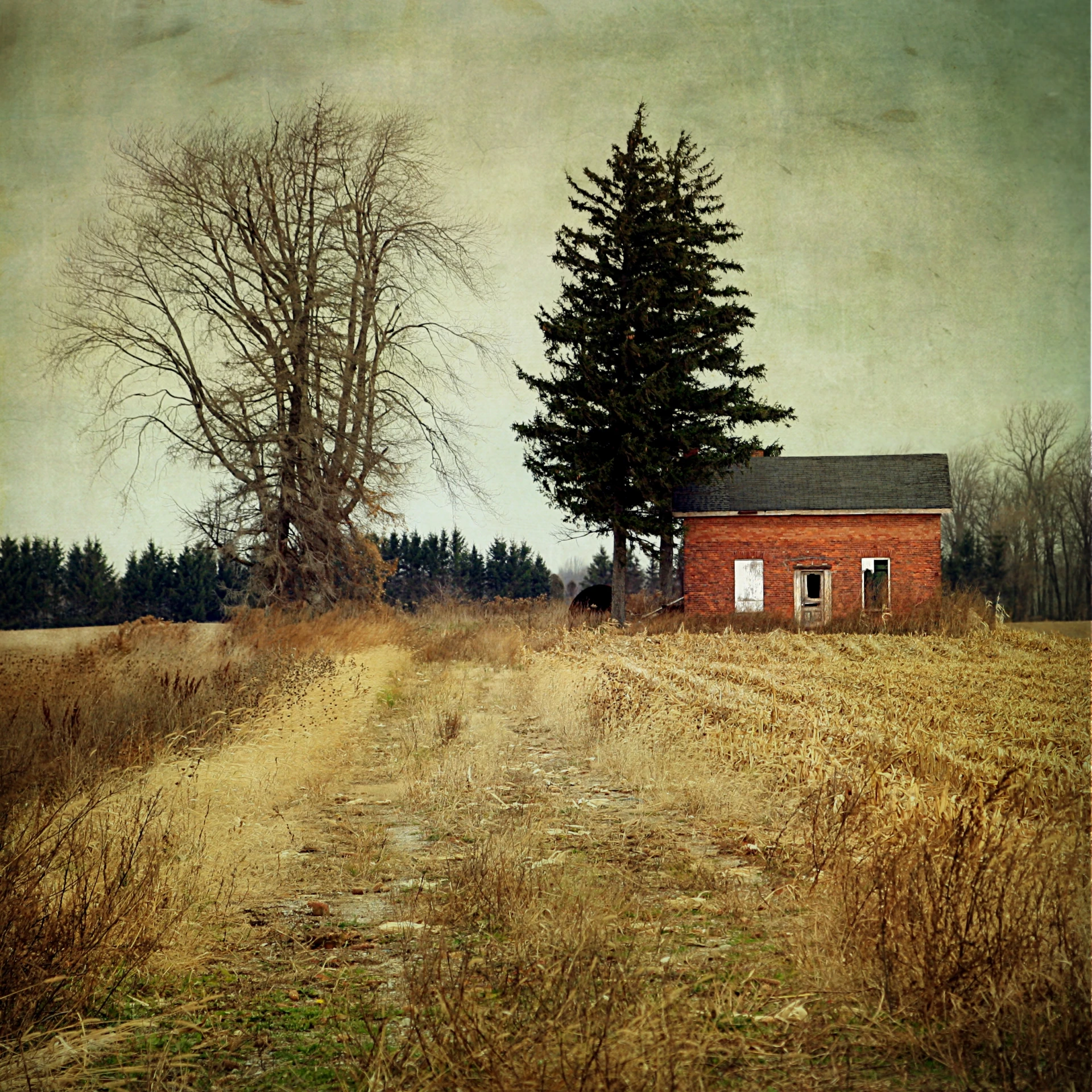 a brown field and a red barn