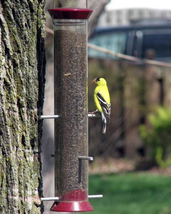 a bird sits on a bird feeder in front of a tree