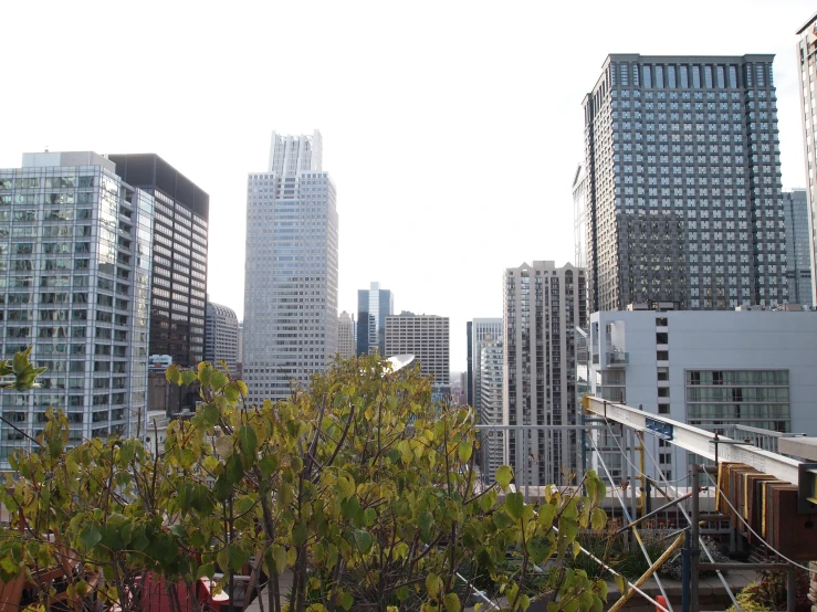 buildings in the city are surrounded by tall trees