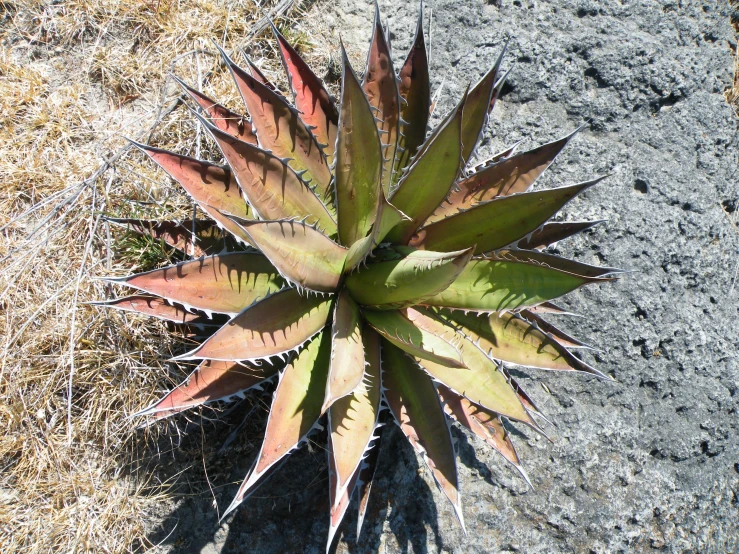 a succulent plant growing out of the ground