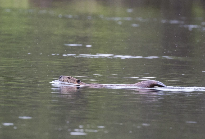 an animal swims on the water in the rain