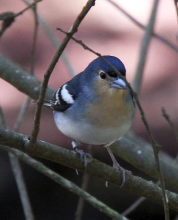 blue bird sitting on a small thin nch