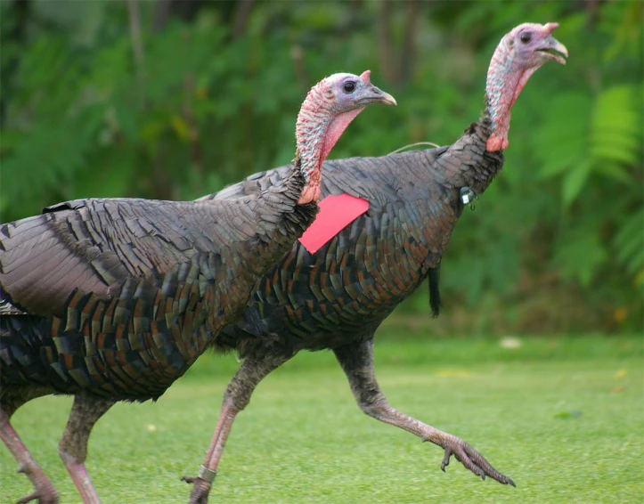 two turkeys with their heads bowed in different directions