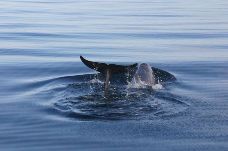 a whale diving in the ocean near some water