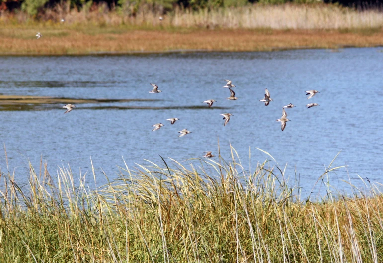 birds flying over a lake next to tall grass