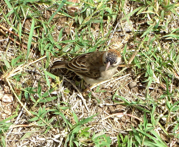 a small bird in some grass and dead flowers