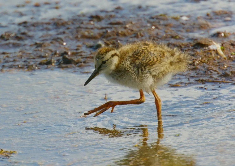 the small bird is walking through shallow water