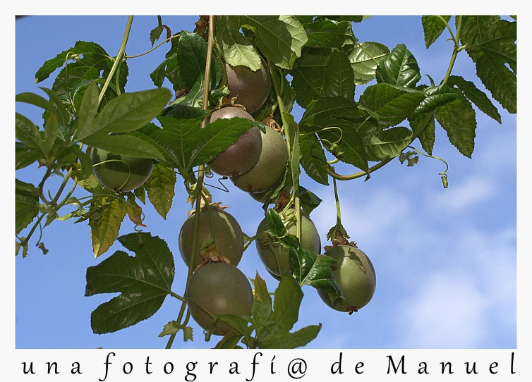 fruit hanging from tree with names underneath