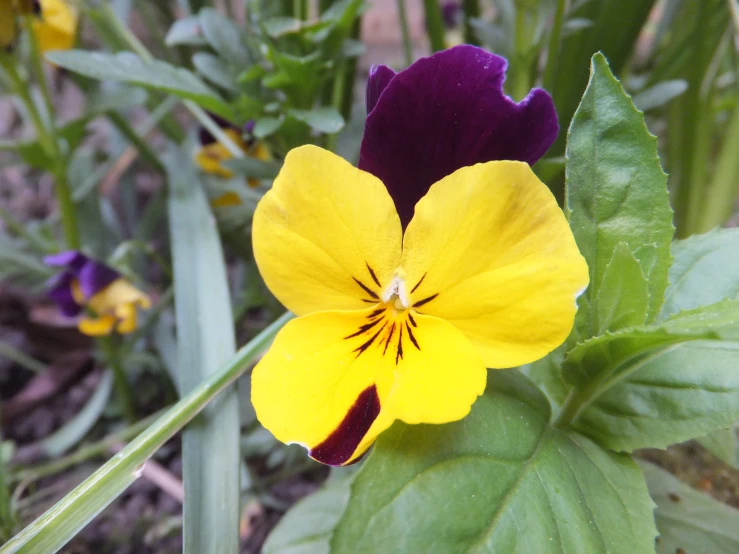 a purple and yellow flower that is growing near a green leaf