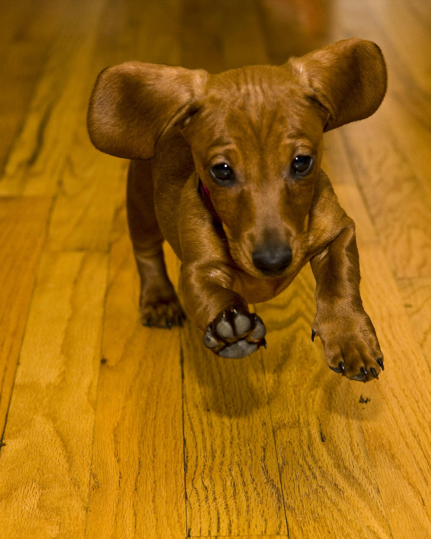 the puppy is on the wood floor looking sad