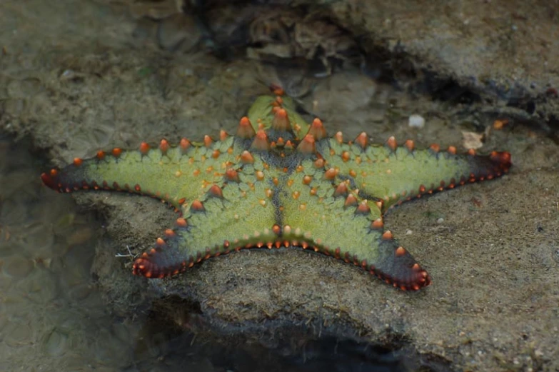 a starfish laying on a sandy beach