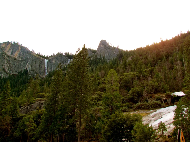 a forest filled with lots of trees and a mountain