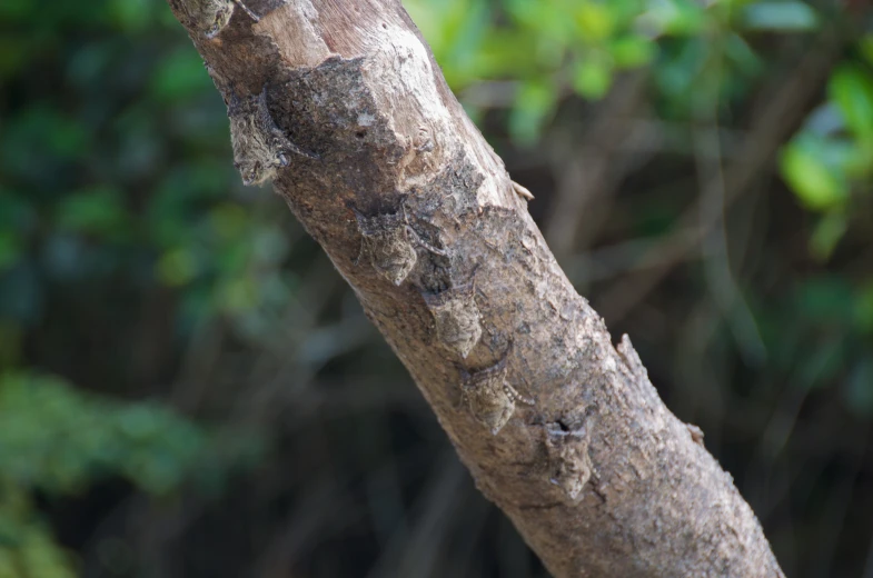 the tree is covered in brown and green leaves