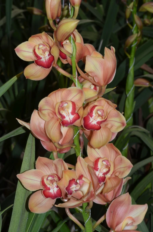 pink orchids blooming near green leaves in the afternoon