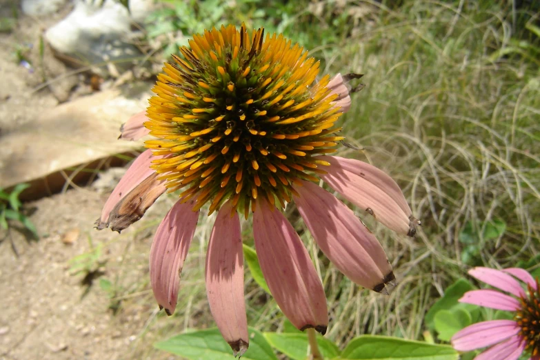 a large brown flower is blooming in the field