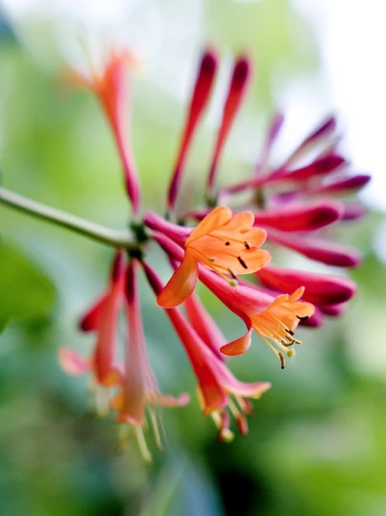 orange flowers growing on a green plant with lots of leaves