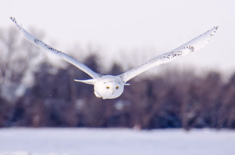 a large white owl flying over the snow