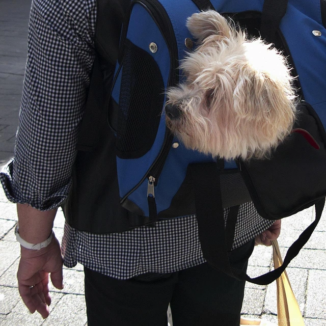 white dog sticking his head out of a blue backpack