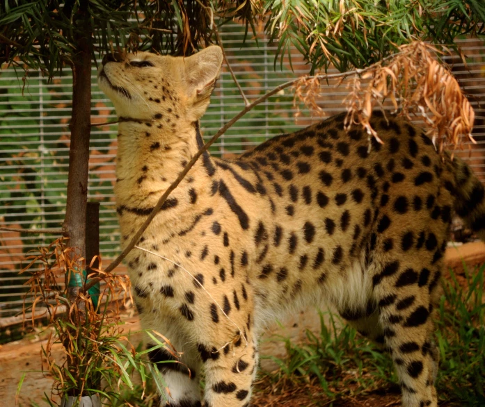 a close up of a cat on the ground behind a tree