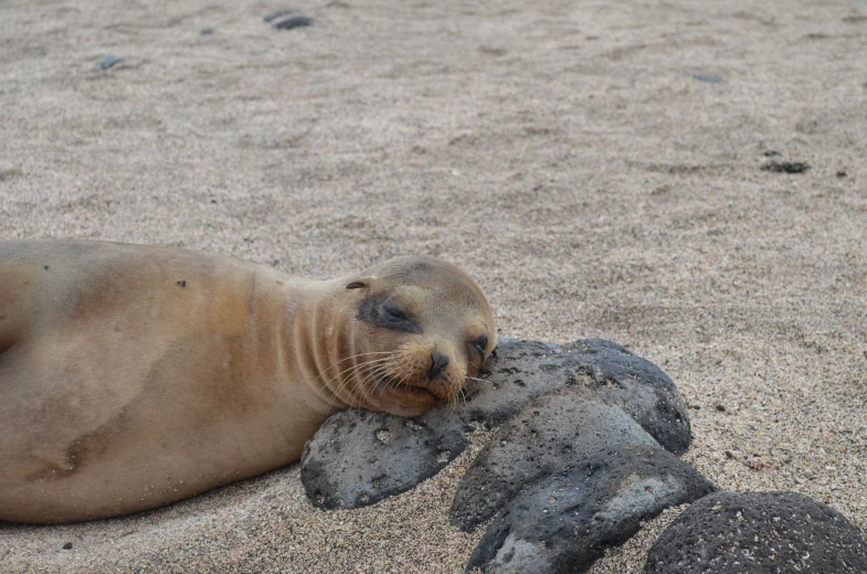 a seal rests with its head on a rock