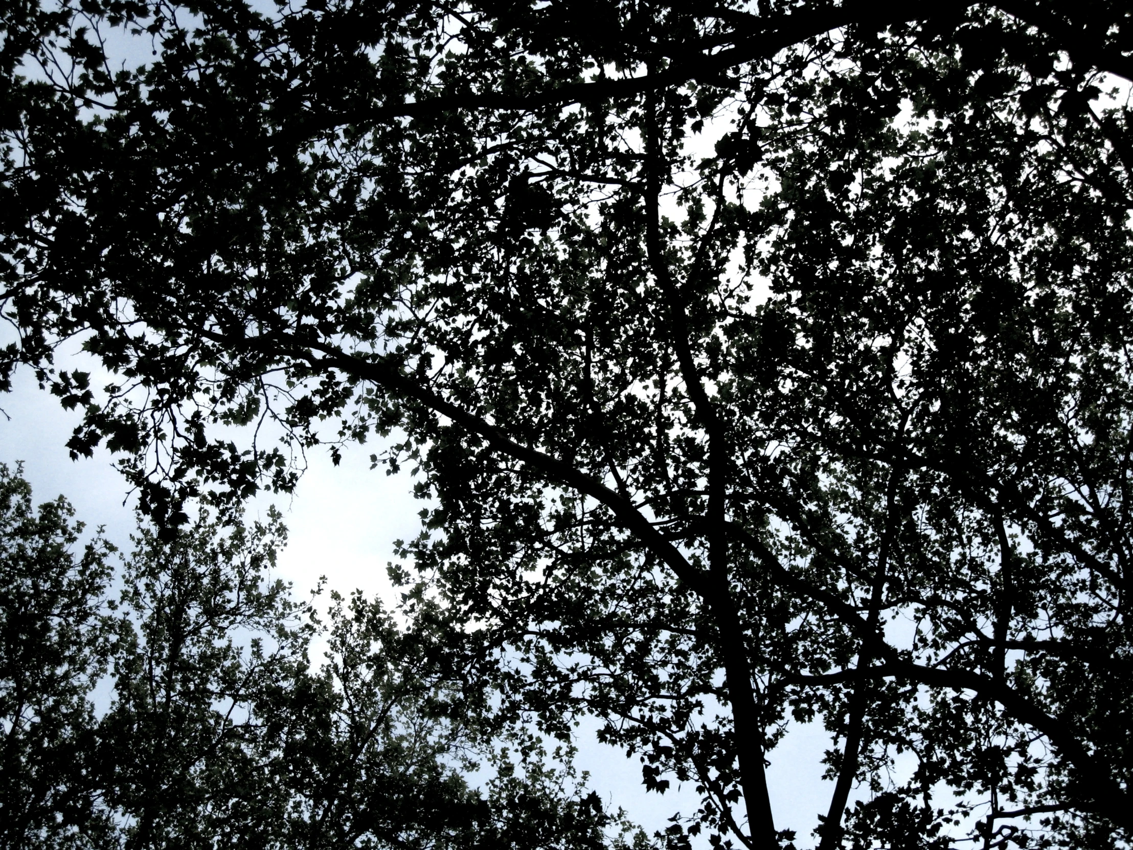 the silhouette of a tree against the blue sky