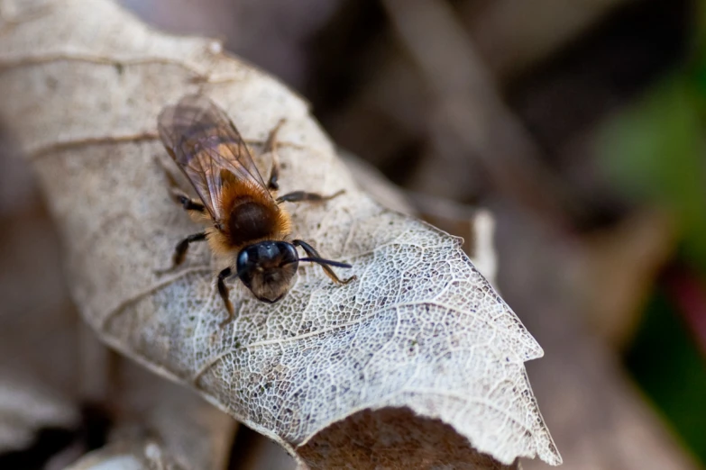 the small bee is perched on a larger leaf