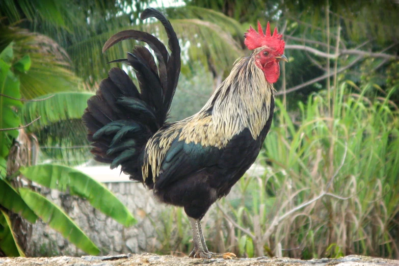 rooster standing alone in front of tall trees