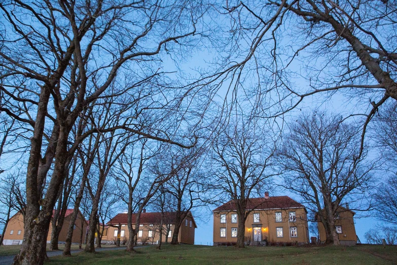 a bunch of bare trees with lights on at night