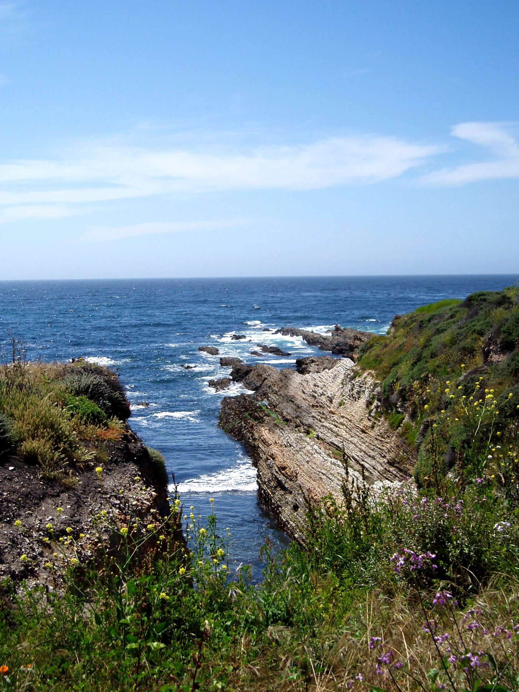 the view of an ocean with plants and flowers