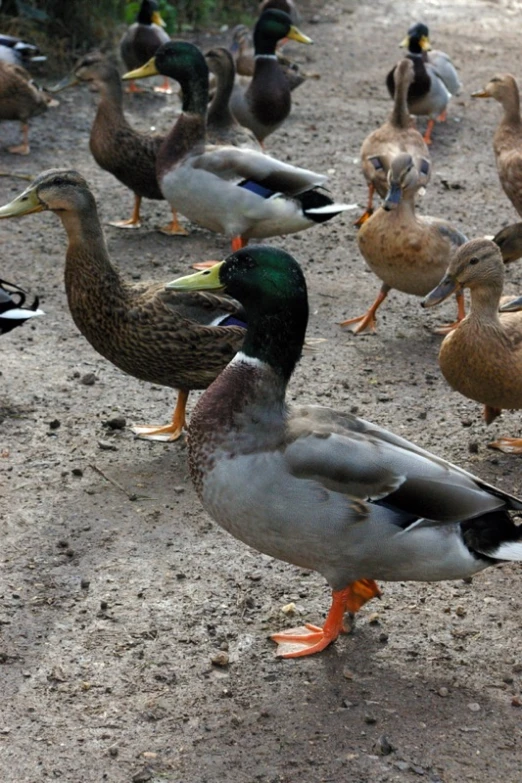 a group of ducks that are walking on the sand