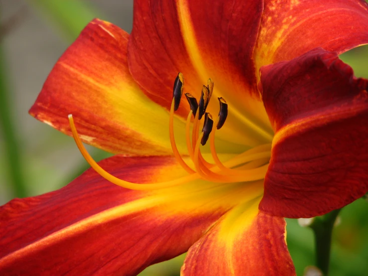 a close up of a flower with many stamens