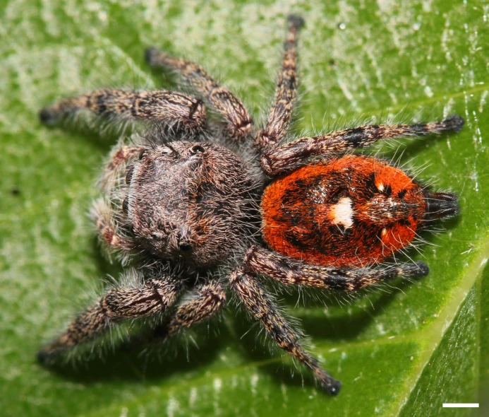 a spider sits on the edge of a green leaf