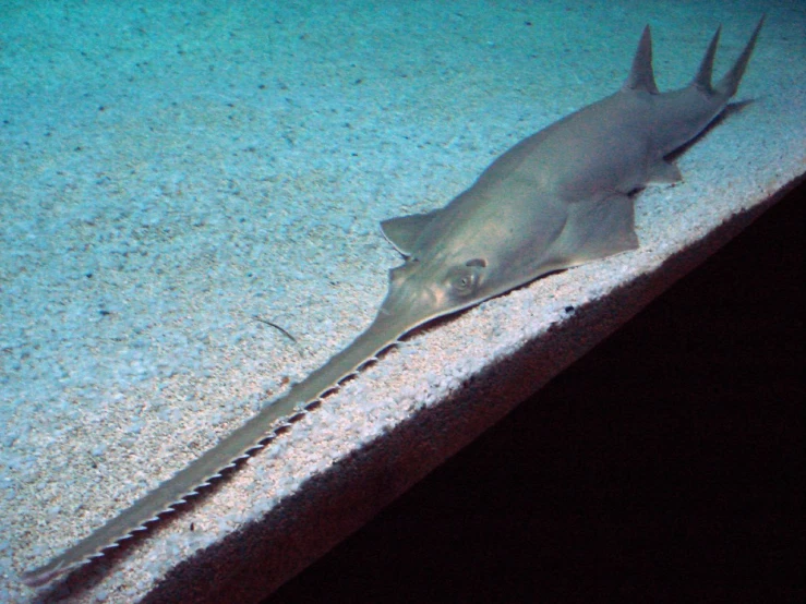 a gray fish is sitting on the ground